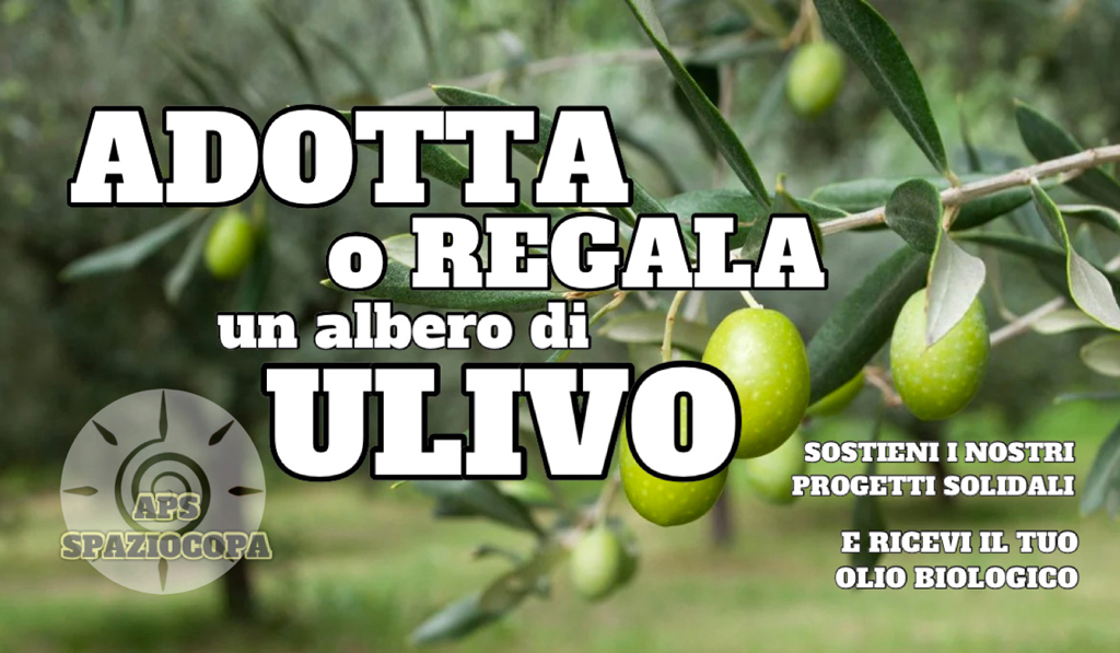 adotta-ulivo_a0612.jpg