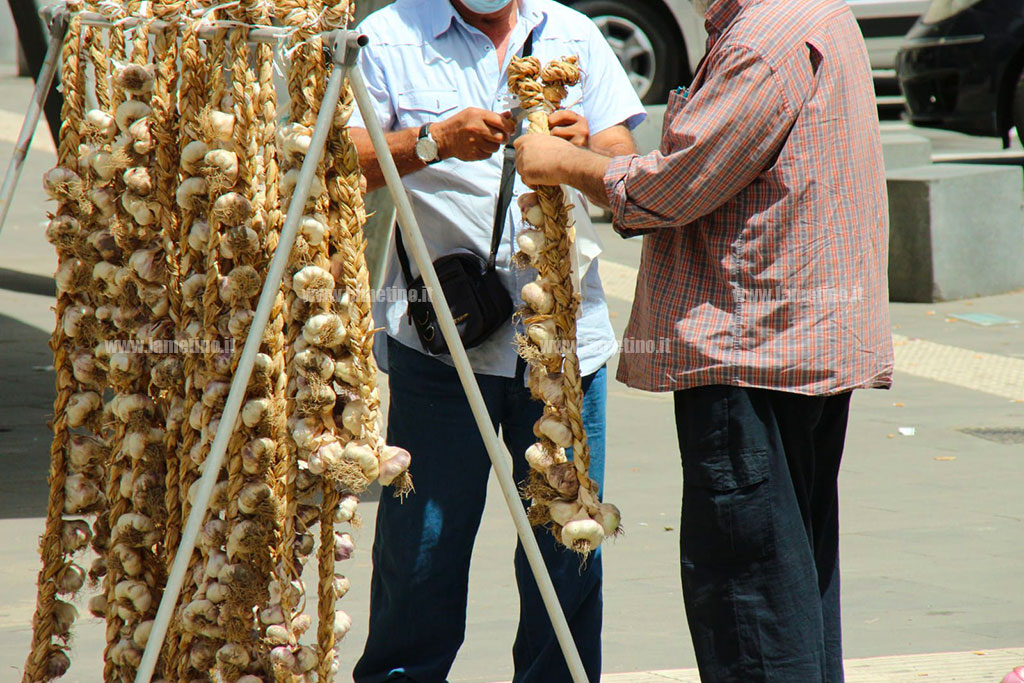 aglio_f3585.jpg