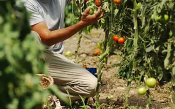Cia: "Sostegno a rivendicazioni degli agricoltori calabresi"