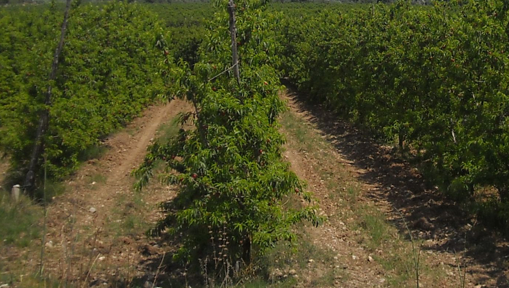 Gallo (Arsac): “La frutticoltura della piana di Sibari: economia, qualità e sicurezza alimentare”