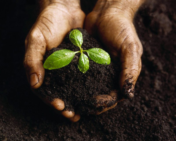Agricoltura: concorso Ismea per giovani dirigenti