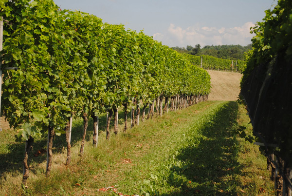 Aziende vitivinicole, da Regione un milione e 350mila euro per gli investimenti: 48 le domande ammissibili