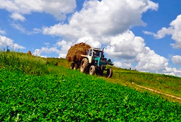 Agricoltura Calabria, Domanda Unica: erogati oltre 35 milioni di euro a titolo di saldo dell'annualità 2021