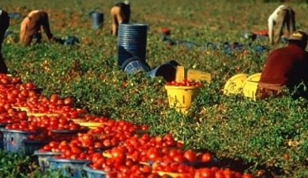 Blitz contro cosca Piromalli, Coldiretti: agrobusiness criminalità organizzata da 16 mld