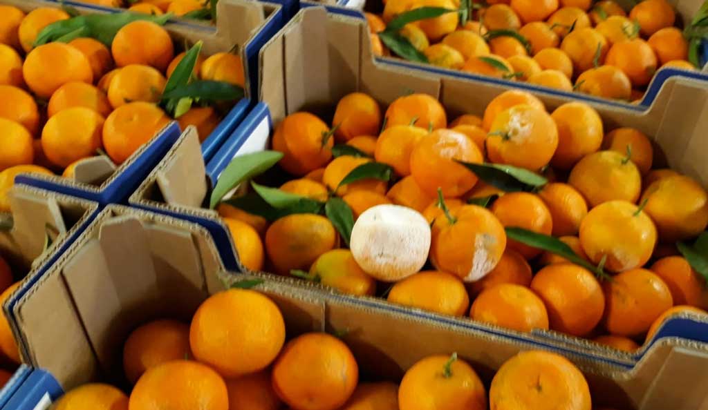 Coldiretti, Aceto su agrumicoltura: "Mercato non ancora decollato, penalizzata anche economia del lametino"