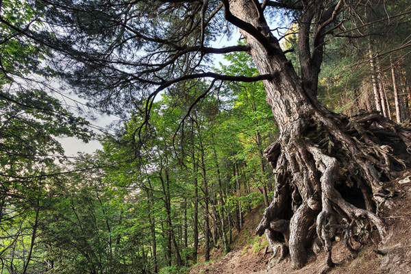 Il "Fondo nazionale integrativo per la montagna" stanzia 20 milioni per combattere lo spopolamento delle montagne