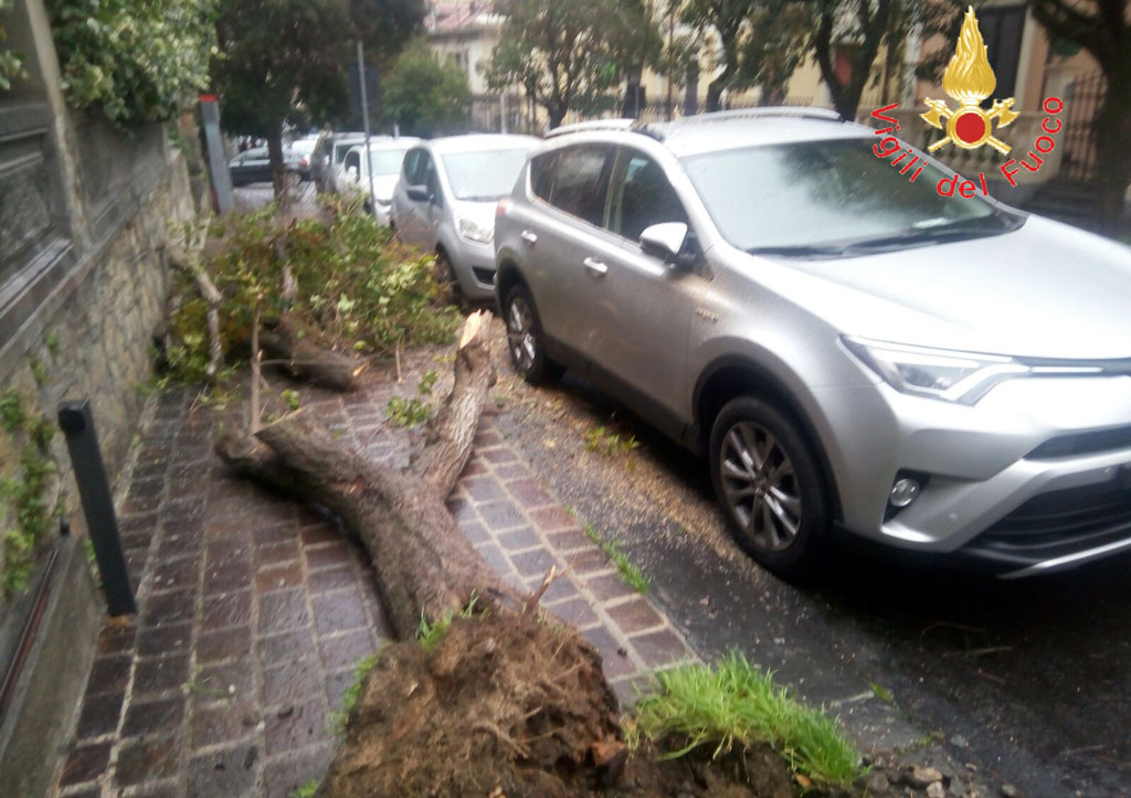 alberi-01172018-093119.jpg