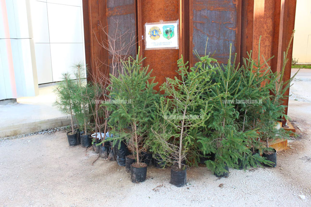 alberi-4.jpg