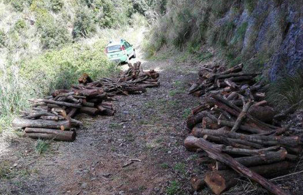 Tagliano abusivamente 376 piante di leccio, due denunce a Orsomarso