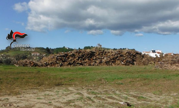 alberi-.jpg