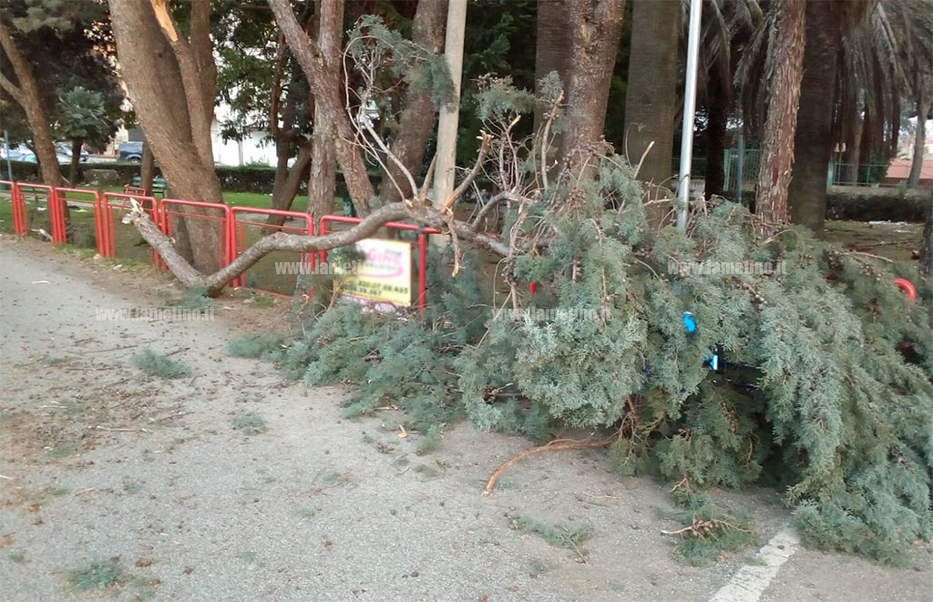 Lamezia, maltempo: rami di alberi caduti in via Bernadette