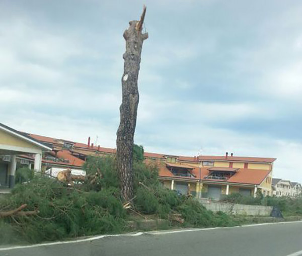 Legambiente, no a taglio alberi secolari a Crosia