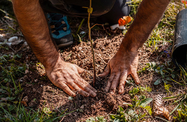Lamezia, "Alberi per il futuro": anche plesso di Savutano dell’Istituto Luigi Costanzo di Decollatura aderisce all’iniziativa