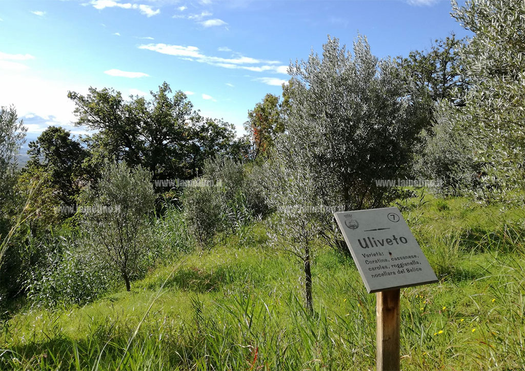 alberi-m5s-181118-1.jpg