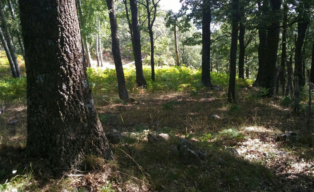 Abbatteva alberi per rubare legna, una denuncia a Cotronei