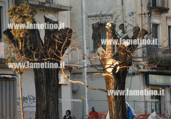 alberi-piazza-darmi-4.jpg
