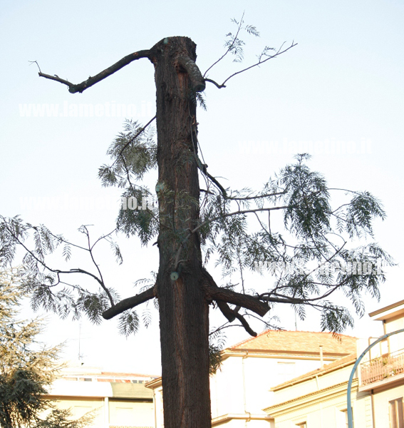 alberi-piazza-darmi-bis.jpg