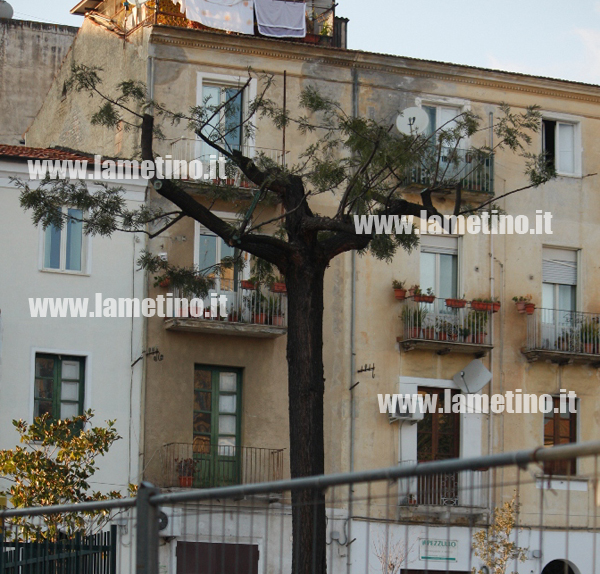 alberi-piazza-darmi-ter.jpg