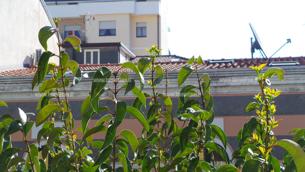 alberi-potati-2015-6.jpg