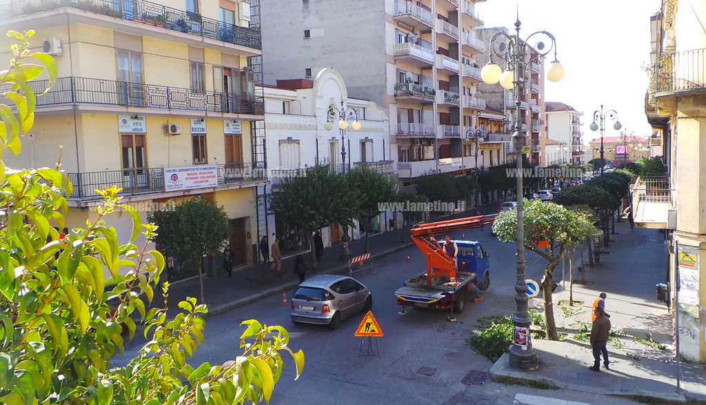 Lamezia: potatura fuori stagione per gli alberi di corso Nicotera