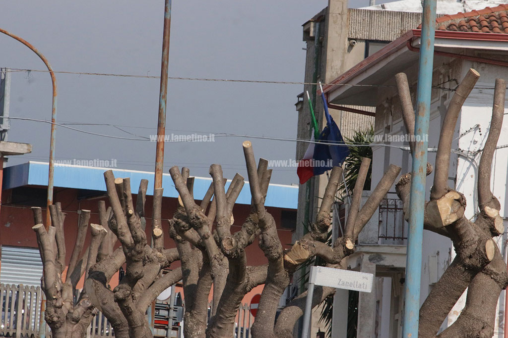 Lamezia, residenti Sant'Eufemia contrariati a taglio eccessivo degli alberi, agronomo Sesto: "No potatura ma scempio"