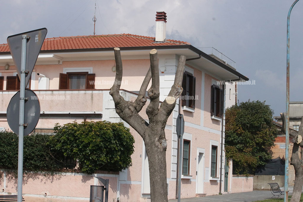 alberi-s-eufemia-2021.jpg