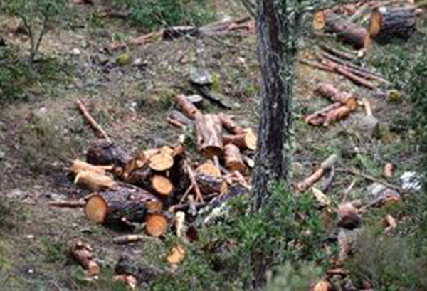 Calabria: Tagliano alberi in area demaniale, denunciati