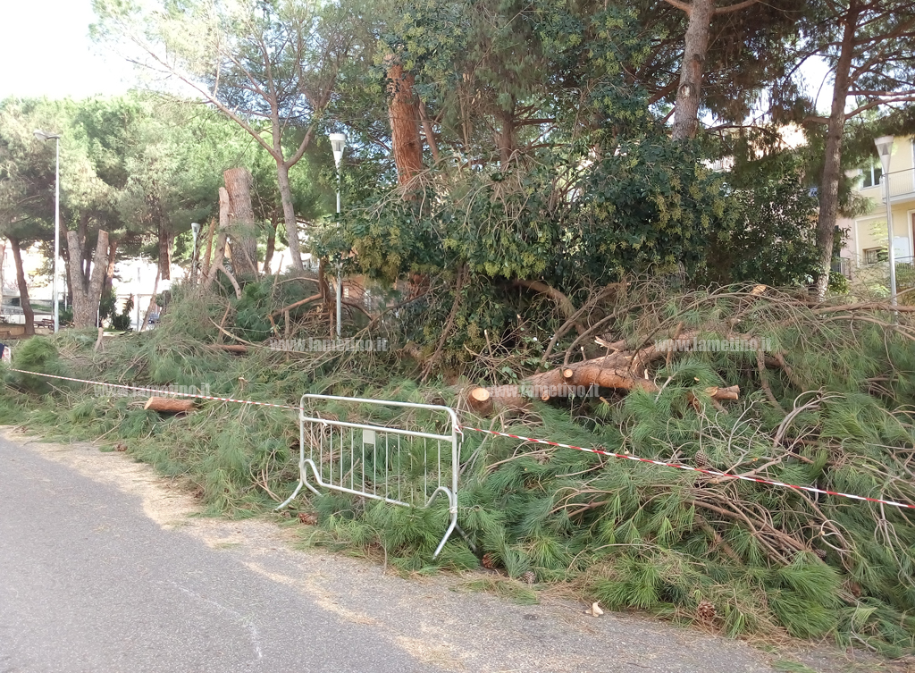 alberi-tagliati-garibaldi-5-31018.jpg