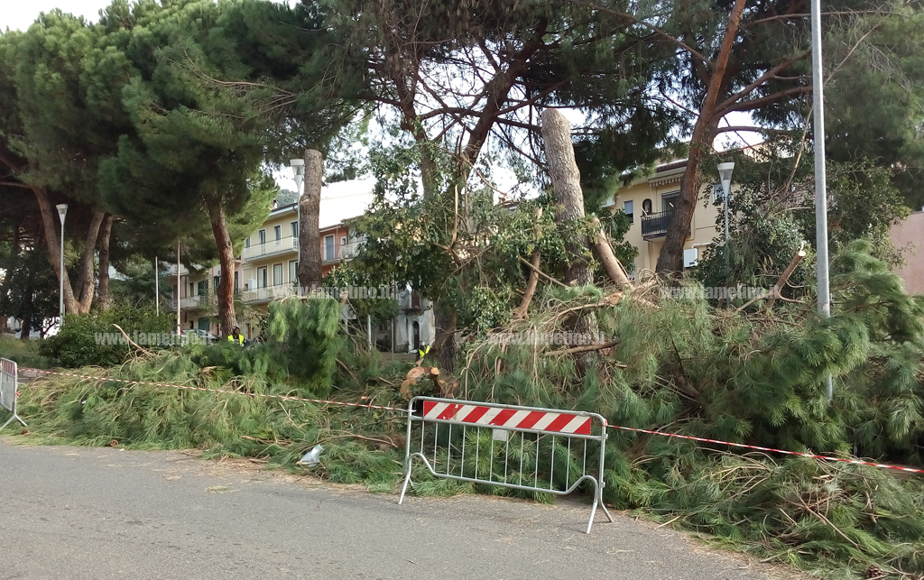 alberi-tagliati-piazza-garibaldi-4.jpg