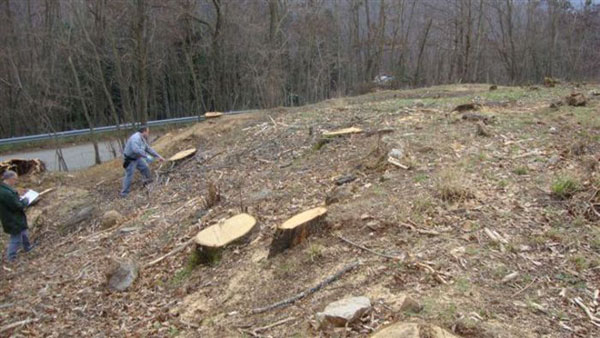 Tagliati abusivamente 150 alberi, due denunce nel cosentino 