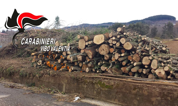 Taglio abusivo di alberi di pino, 3 denunce nel vibonese