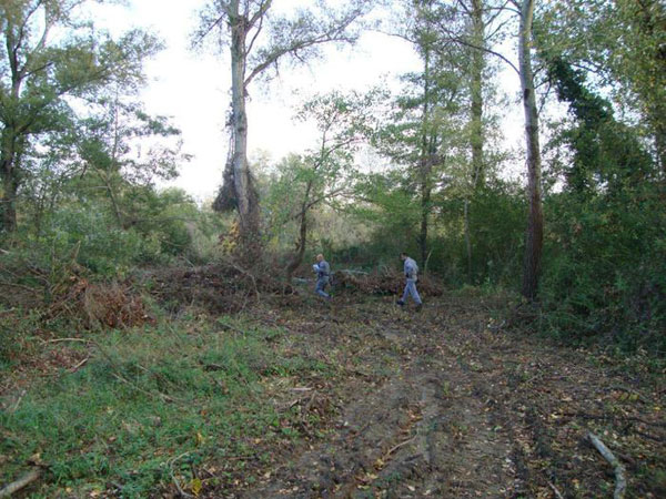 alberi-taglio2.jpg