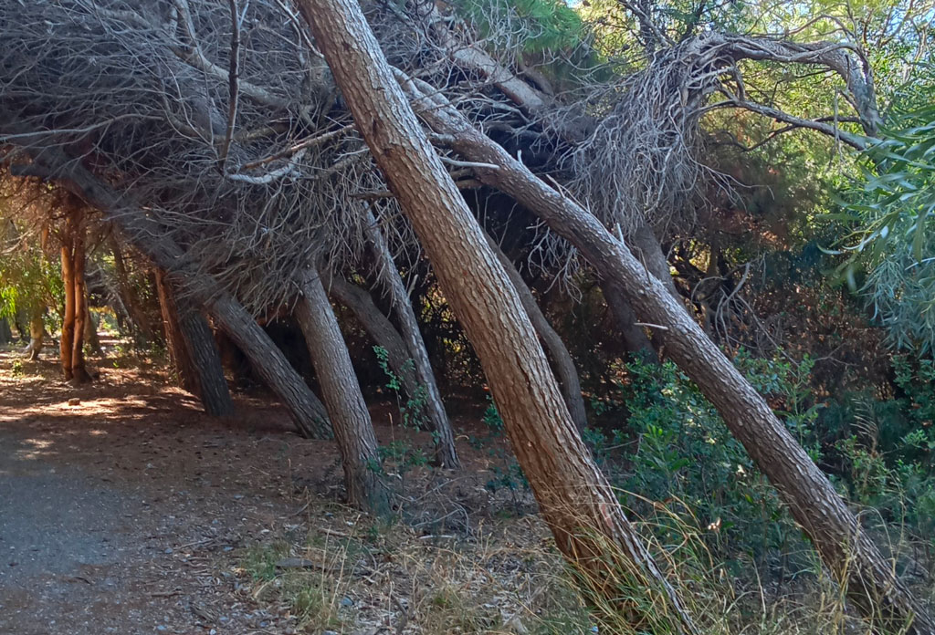 alberi00_d3f43.jpg