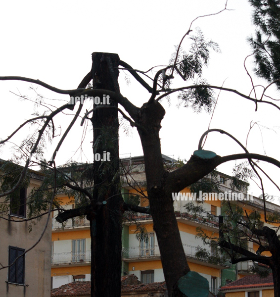 alberipiazza-darmi.jpg