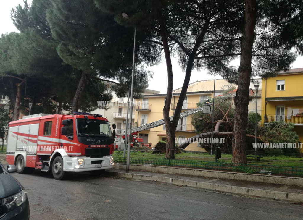 albero-02202018-100124.jpg