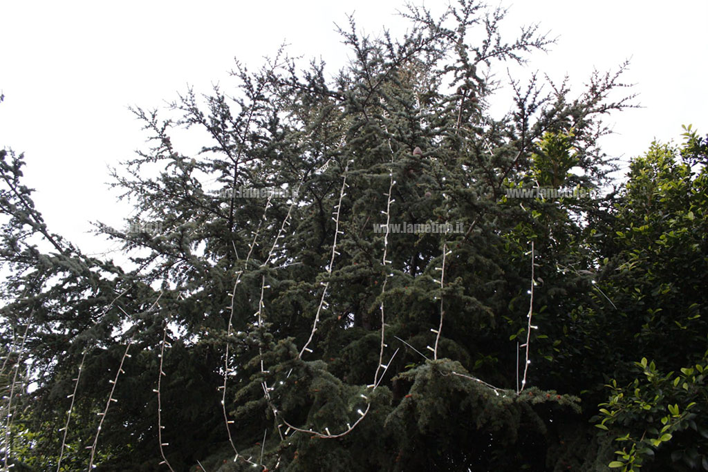 albero-2020-p-5-dic.jpg