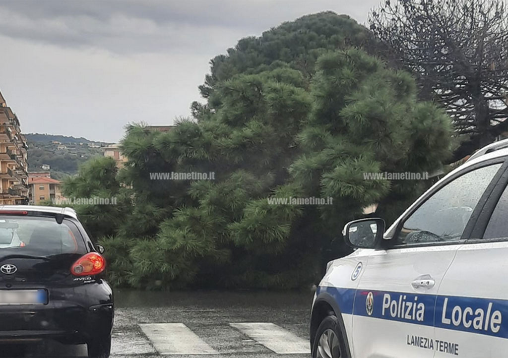 albero-2024-12-11-alle-12.56.37_b7b4c.jpg