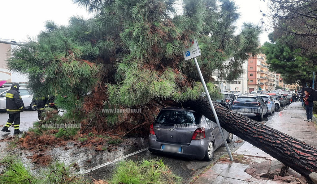 albero-2024-12-11-alle-13.10.29_8b1eb.jpg