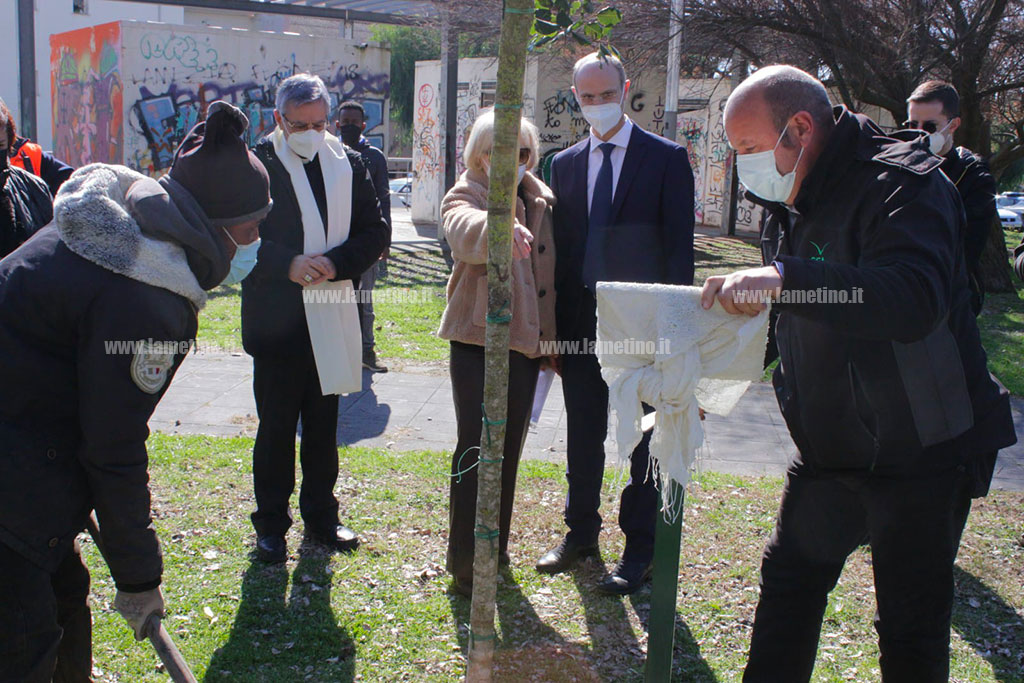 albero-2.jpg