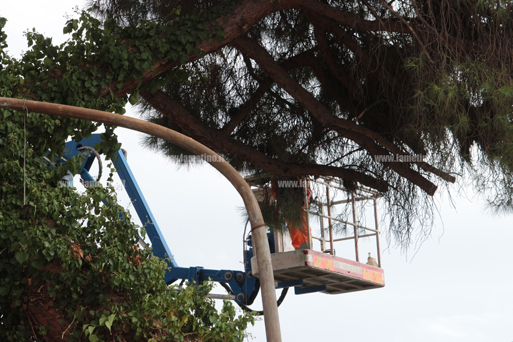 albero-abbattuto-4.jpg