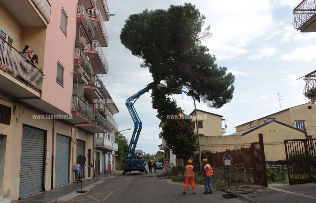 albero-abbattuto_10a46.jpg
