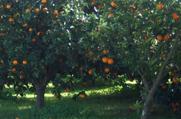 Psr: sostegno alla riconversione varietale e a nuovi impianti nel settore agrumicolo, a disposizione un milione di euro