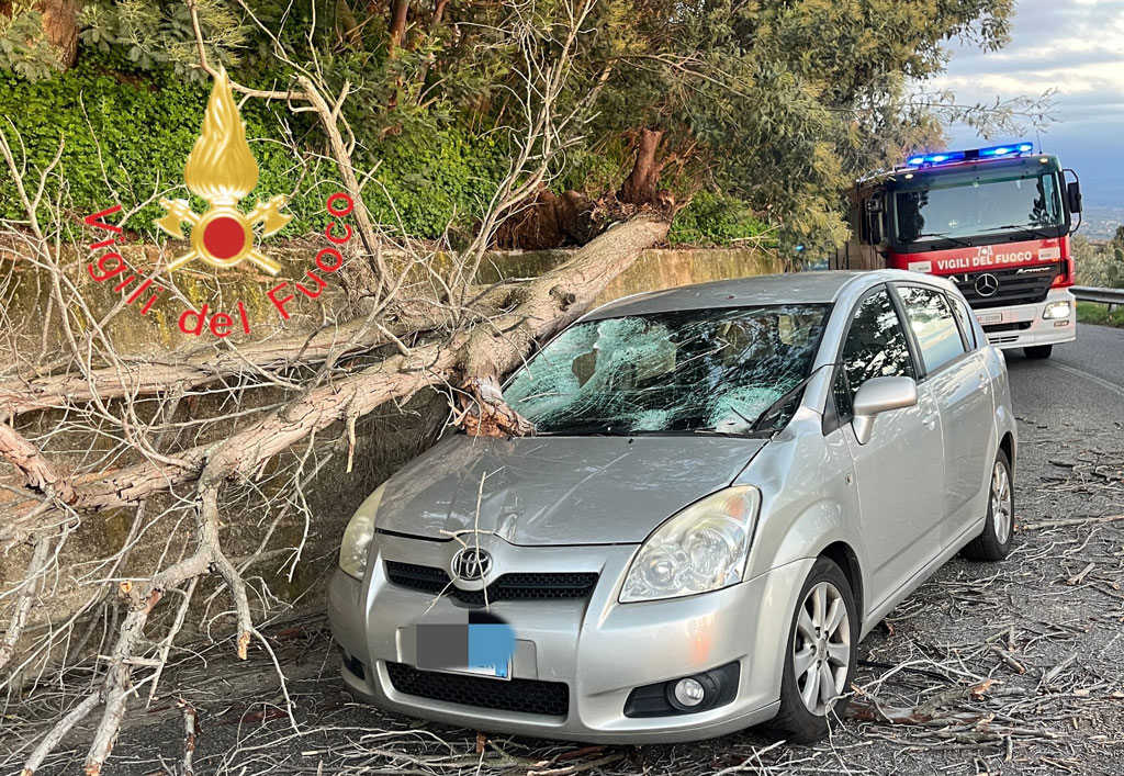 albero-auto-gizzeriat-19.28.32_47b45.jpg