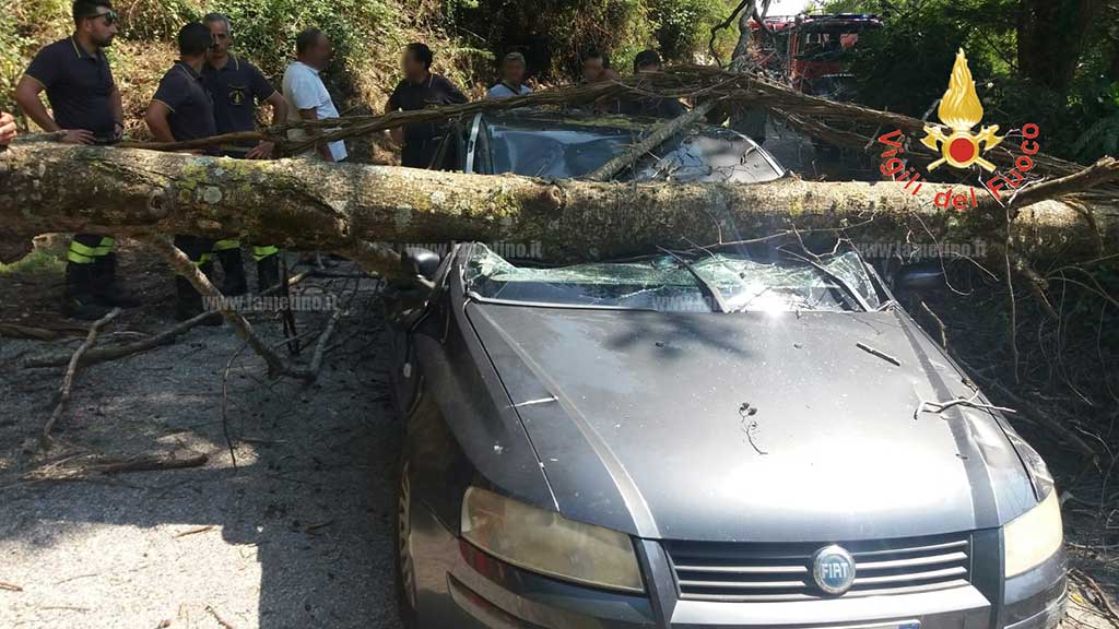 Lamezia, albero cade su auto in transito in località Vonio: ferita donna 