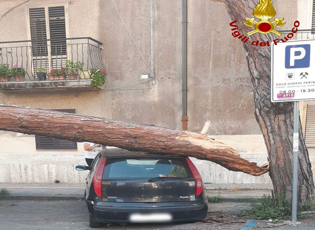 Albero cade su auto a Vibo, tranciati anche cavi telefonici