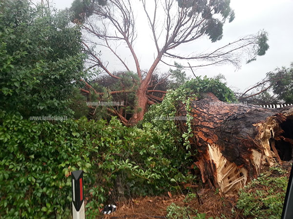 Maltempo, allagamenti a San Pietro Lametino e albero caduto a Feroleto