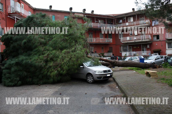 Lamezia: Maltempo, albero di pino cade in piazza Kennedy. Nessun ferito