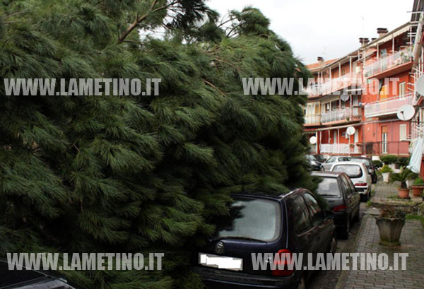 albero-caduto-villaggio-kennedy-gen-2014.-3.jpg