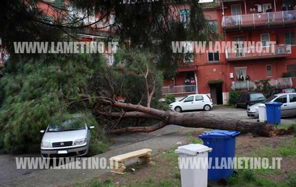 albero-caduto-villaggio-kennedy-gen-2014.-5.jpg