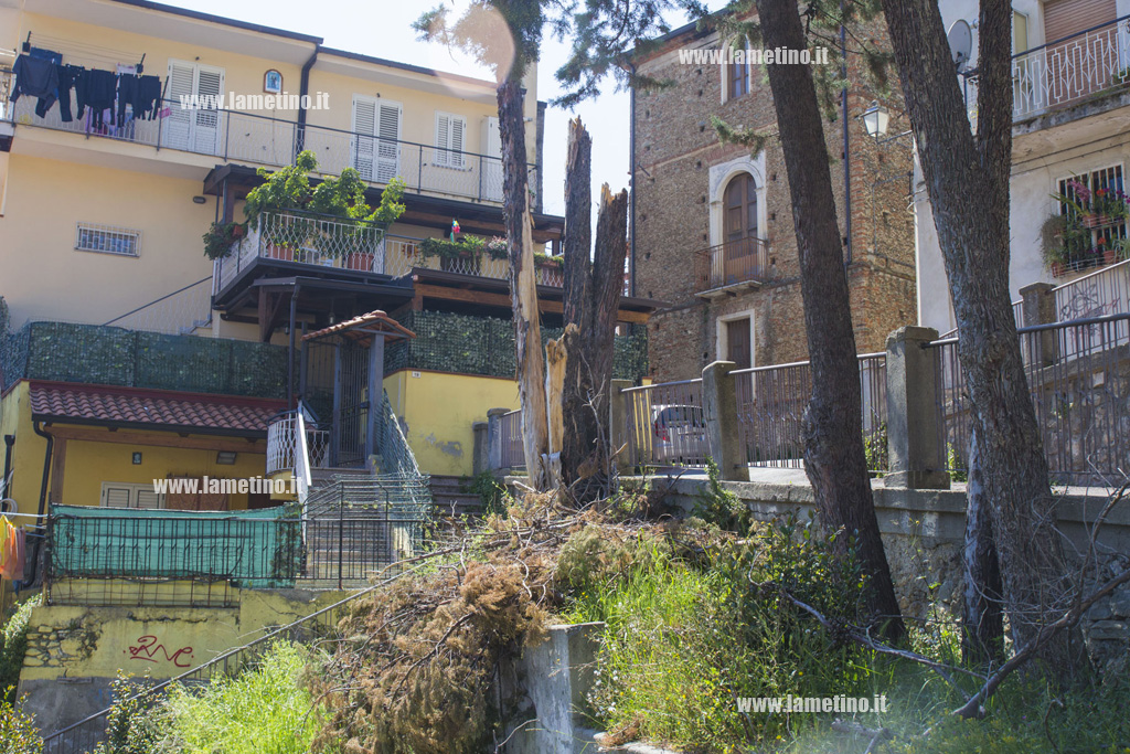 Lamezia: albero secolare crolla in centro storico vicino scuola, nessun danno